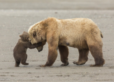 Wildlife Photographer Of The Year	 - Aha!