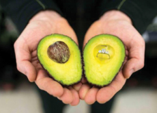 Avocado Proposal - Aha!