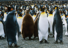 Counting Penguins - Science