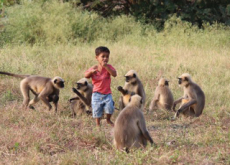 Boy Befriends A Monkey Tribe - Global News