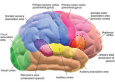 The Brain Consumes The Most Calories	 - Aha!