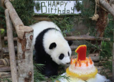 A Giant Panda’s First Birthday - Global News
