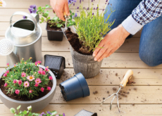 My Plant Friends - Reader's Voices