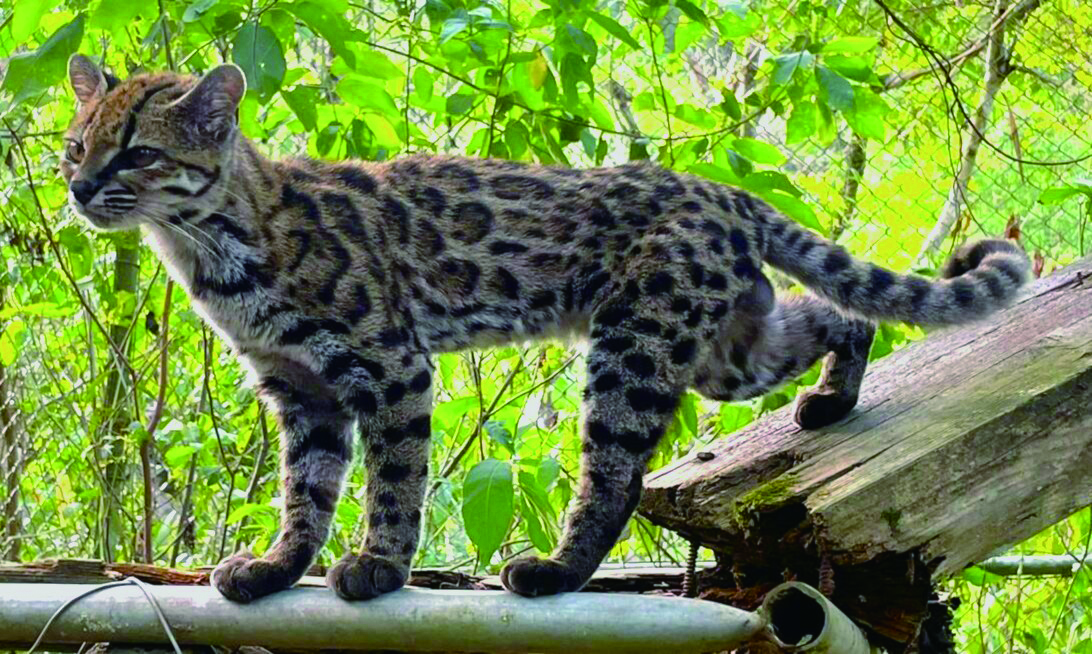 Meet Bolivia’s Newest Wild Cat - Science